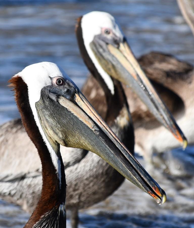 Pelicans